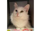 Adopt Vanna White- $35 Sponsor of KMA chapter 13 a Domestic Long Hair