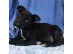 Adopt Boppity a Catahoula Leopard Dog, Terrier