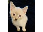 Adopt Liberty *AVAILABLE IN JUNE TO NC ADOPTERS ONLY* a Siamese, Tabby