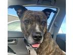 Adopt CHUCKY a Boxer, Pit Bull Terrier
