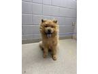 Adopt MODEUS a Chow Chow, Mixed Breed
