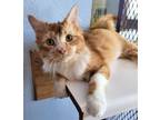 Adopt SCRAPPY a Domestic Long Hair