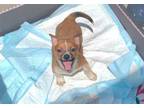 Adopt Daisy a Toy Fox Terrier, Jack Russell Terrier