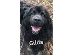 Adopt GILDA a Newfoundland Dog