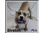 Adopt Stretch* a American Staffordshire Terrier