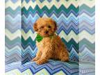 Poodle (Miniature) PUPPY FOR SALE ADN-386856 - Adorable 10 lb Miniature Poodle