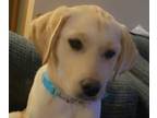 Labrador Retriever PUPPY FOR SALE ADN-386146 - Cookie