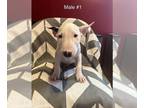 Bull Terrier PUPPY FOR SALE ADN-386257 - Bull Terrier puppies