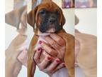 Boxer PUPPY FOR SALE ADN-386774 - 7 Adorable Boxer Puppies