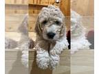 Goldendoodle PUPPY FOR SALE ADN-386414 - DoubleDoodle Puppies