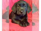 Labrador Retriever PUPPY FOR SALE ADN-386624 - Tesla x Bear Litter