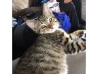 Adopt Ryker - Outgoing Kitten a Tabby, Domestic Short Hair