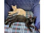 Adopt OPIE & MASON (bonded kittens) a Tabby, Domestic Short Hair