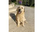 Adopt Maybelle a Terrier, Goldendoodle