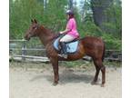 Quiet and easy to ride QH
