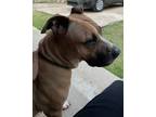 Adopt Ms. Sandy a Black Mouth Cur, American Staffordshire Terrier