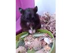 Adopt Lady Berry a Hamster