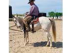 Chella 7 year old registered Appaloosa Mare Go any direction