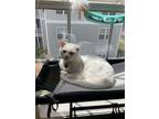 Adopt Popcorn a White Domestic Shorthair / Mixed (short coat) cat in Central