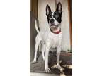 Adopt Frank a Black - with White Canaan Dog / Boston Terrier / Mixed dog in San