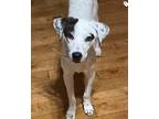 Adopt Bo a White - with Black Pointer / Pit Bull Terrier / Mixed dog in Zuni