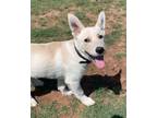 Adopt Yoda a White - with Tan, Yellow or Fawn German Shepherd Dog / Mixed dog in
