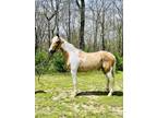 Aurora - 6 year old TENNESSEE Walking Horse Mare