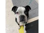 Adopt UNKNOWN a Black - with White Boston Terrier / Mixed dog in Rancho