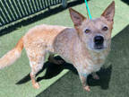 Adopt PABLO a Red/Golden/Orange/Chestnut Australian Cattle Dog / Mixed dog in