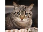 Adopt FLIP a Brown Tabby Domestic Shorthair (short coat) cat in Tucson