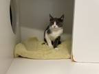 Adopt Athena a Domestic Shorthair / Mixed (short coat) cat in Hyde Park