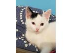 Adopt Fairlane a White Domestic Shorthair / Domestic Shorthair / Mixed cat in