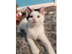 Adopt Javelin a White Domestic Shorthair / Domestic Shorthair / Mixed cat in