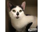Adopt SMUDGE a White (Mostly) Domestic Shorthair (short coat) cat in Tucson