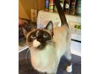 Adopt Sasha a Snowshoe / Mixed (short coat) cat in Scottsboro, AL (34675706)