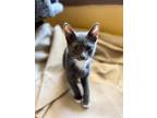 Adopt Cloudy a Gray or Blue (Mostly) Domestic Shorthair (short coat) cat in