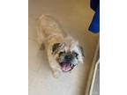 Adopt Walter a Tan/Yellow/Fawn Border Terrier / Pug / Mixed dog in Windsor