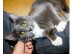 Adopt Olive a Gray or Blue Domestic Mediumhair / Mixed (medium coat) cat in