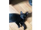 Adopt Valentino a All Black Domestic Shorthair (short coat) cat in Portsmouth