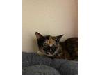 Adopt Bug a Orange or Red Domestic Shorthair / Domestic Shorthair / Mixed cat in