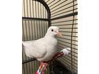 Adopt River a White Dove / Dove / Mixed bird in Montreal, QC (34677776)