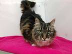 Adopt Bear a Brown or Chocolate Maine Coon / Domestic Shorthair / Mixed cat in