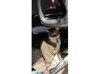 Adopt Jerry a Tan or Fawn Tabby Domestic Shorthair / Mixed (short coat) cat in