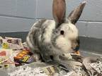 Adopt Flynn - Kitchener a White American / Mixed rabbit in Kitchener