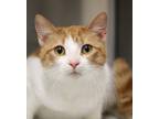 Adopt 50167069 a White (Mostly) Domestic Shorthair (short coat) cat in