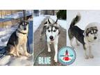 Adopt Blue a Gray/Blue/Silver/Salt & Pepper Husky / Mixed dog in St.