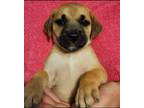 Adopt Slipper Slope A Catahoula Leopard Dog / Mountain Cur / Mixed Dog In El