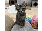 Adopt Ritz a Brown Tabby Domestic Shorthair (short coat) cat in Virginia Beach