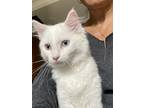 Adopt Pepper a White Domestic Longhair / Mixed (long coat) cat in Providence