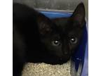 Adopt Cosmo a All Black Domestic Shorthair / Mixed cat in Ft Pierce